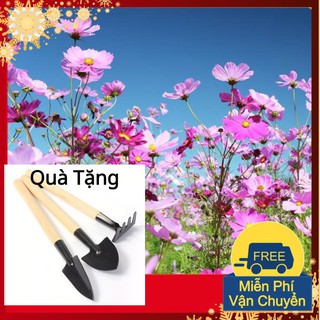 Hạt Giống Sao Nháy Mix Tặng Bộ Dụng Cụ Mini Trồng Cây Tặng Bộ Dụng Cụ Mini Trồng Cây