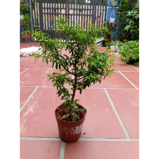 Cây Mai Chiếu Thủy Bonsai mini