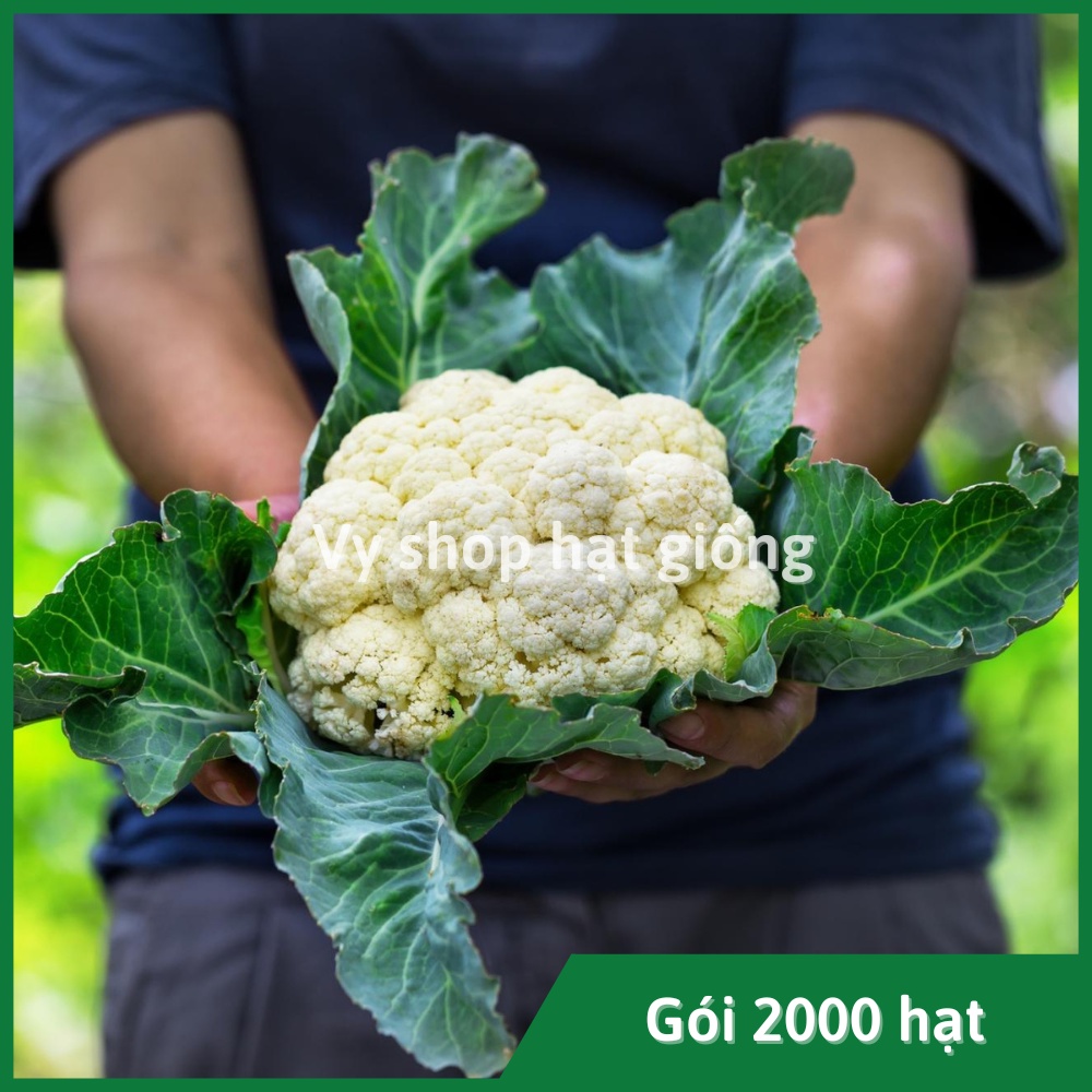 Hạt giống súp lơ trắng  Thái Lan gói 300 hạt