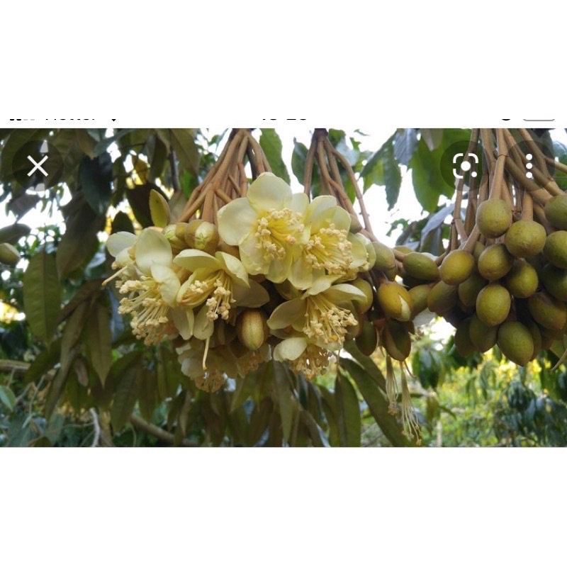 Kích thích ra hoa, Phát tố ra hoa cực mạnh 100gr