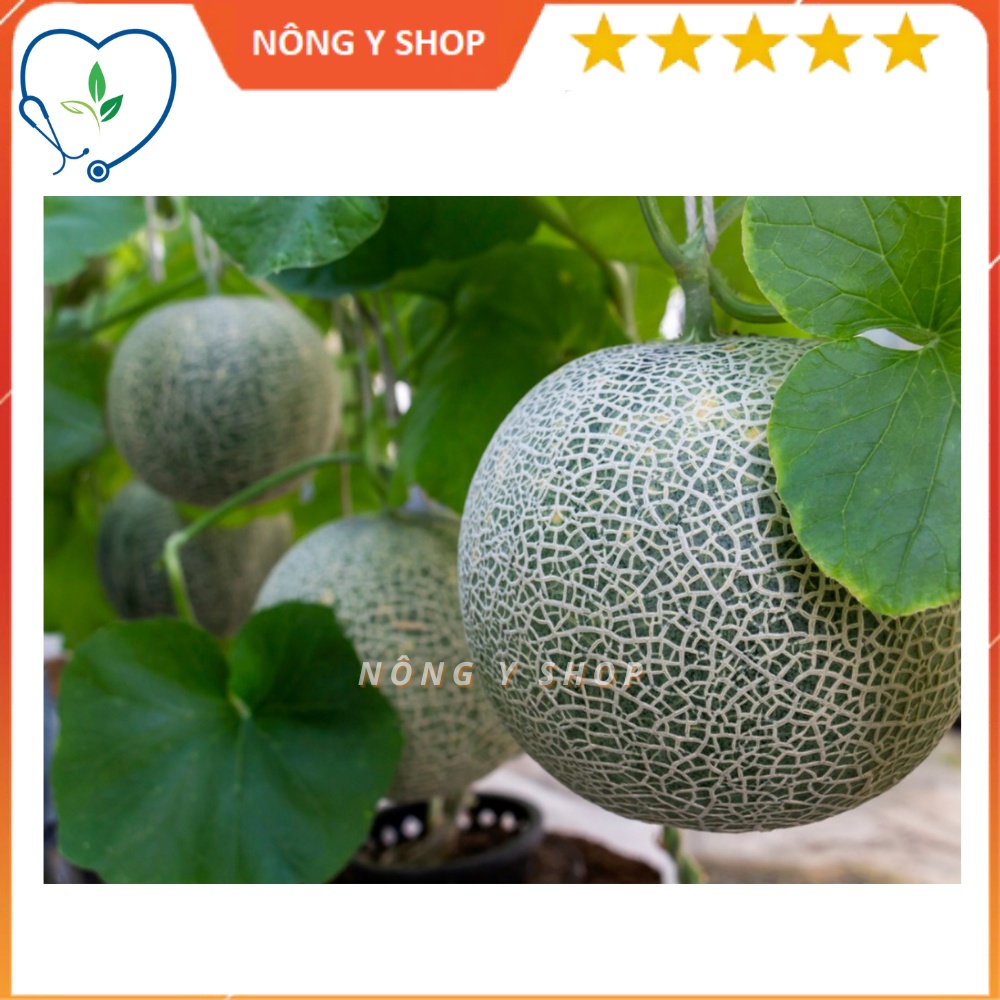 Gói 10 hạt - Túi zip 3 hạt Giống Dưa lưới F1 Rạng Đông Rado 153