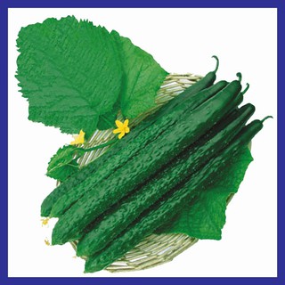 Hạt giống dưa chuột Nhật F1