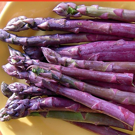 ( SIÊU HOT ) Hạt Giống Măng Tây Tím 10 hạt