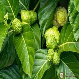 Rễ cây nhàu khô 01kg loại 01