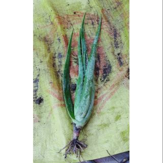 Nha đam Mỹ cây giống size trung