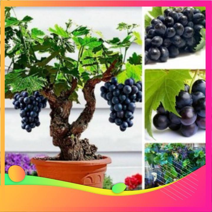 Hạt Giống Nho Lùn - 10 Hạt  VIETGAR