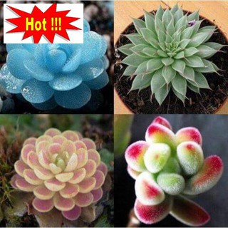 Gói 20 hạt giống sen đá mix màu