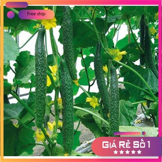 Hạt giống Dưa chuột Nhật