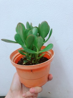 Chậu Ngọc Bích
