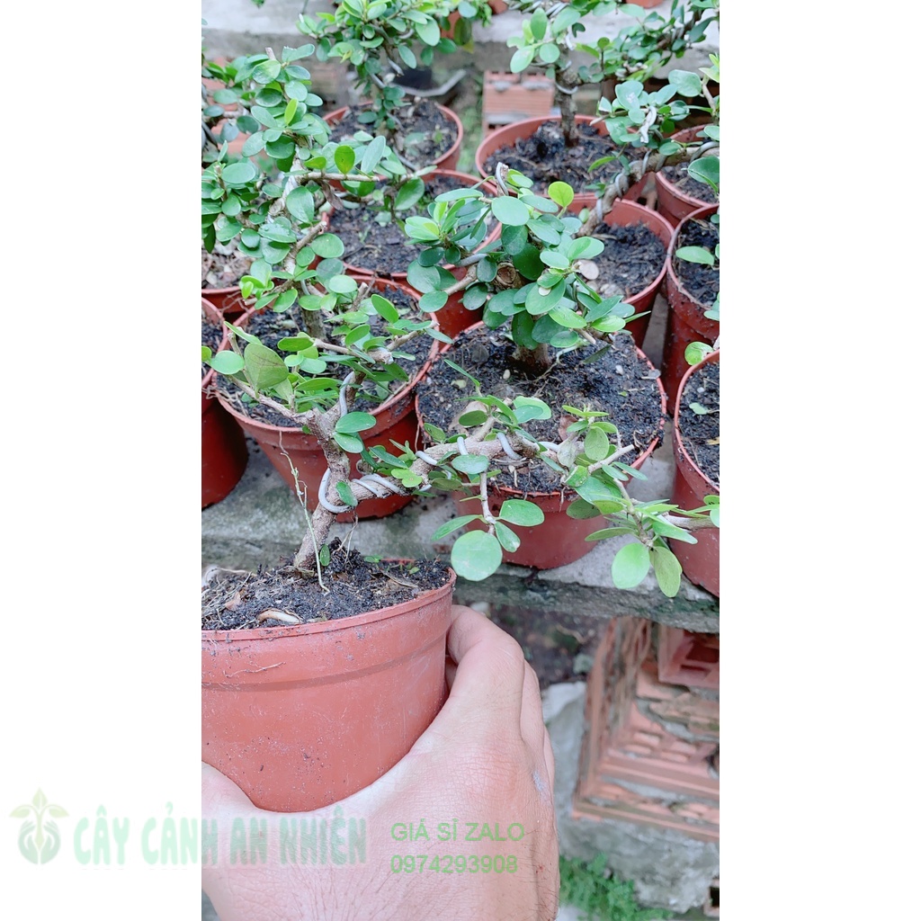 Linh Sam Trái Bonsai