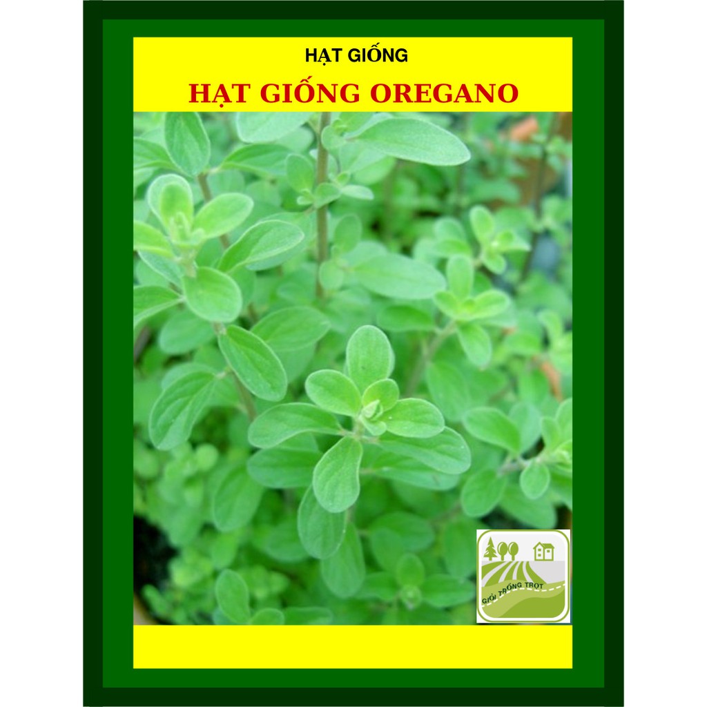 Hạt Giống Cỏ Thơm Oregano Ý 0.2 Gram