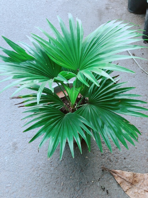 Cây Cọ Kiểng