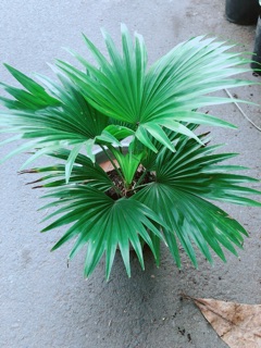 Cây Cọ Kiểng