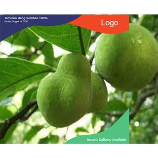Cây chay ăn quả giống - Cây chay ăn quả giống
