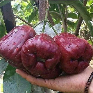 Cây giống roi đỏ