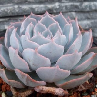 Sen Đá Hồng Phấn Mới Loại Trung