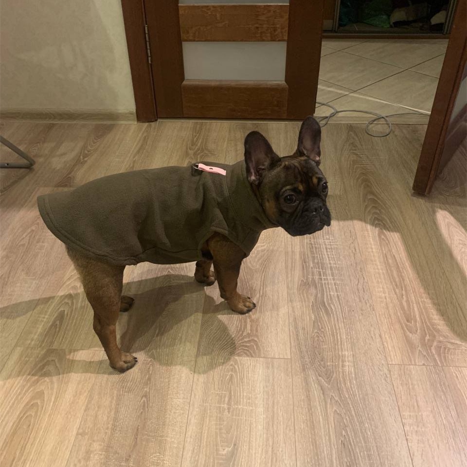 Áo Khoác Sát Nách Vải Lông Cừu Mềm Mại Mặc Hóa Trang Pháp Dành Cho Chó Chihuahua 27