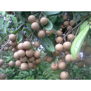 Cây nhãn muộn hưng yên
