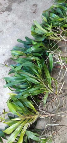 lan tam bảo sắc 4 cây