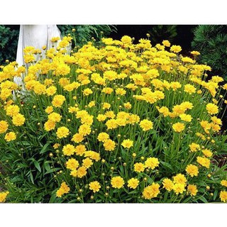 [GIÁ GỐC] Hạt giống hoa Phòng Phòng vàng (Coreopsis) - 100 hạt
