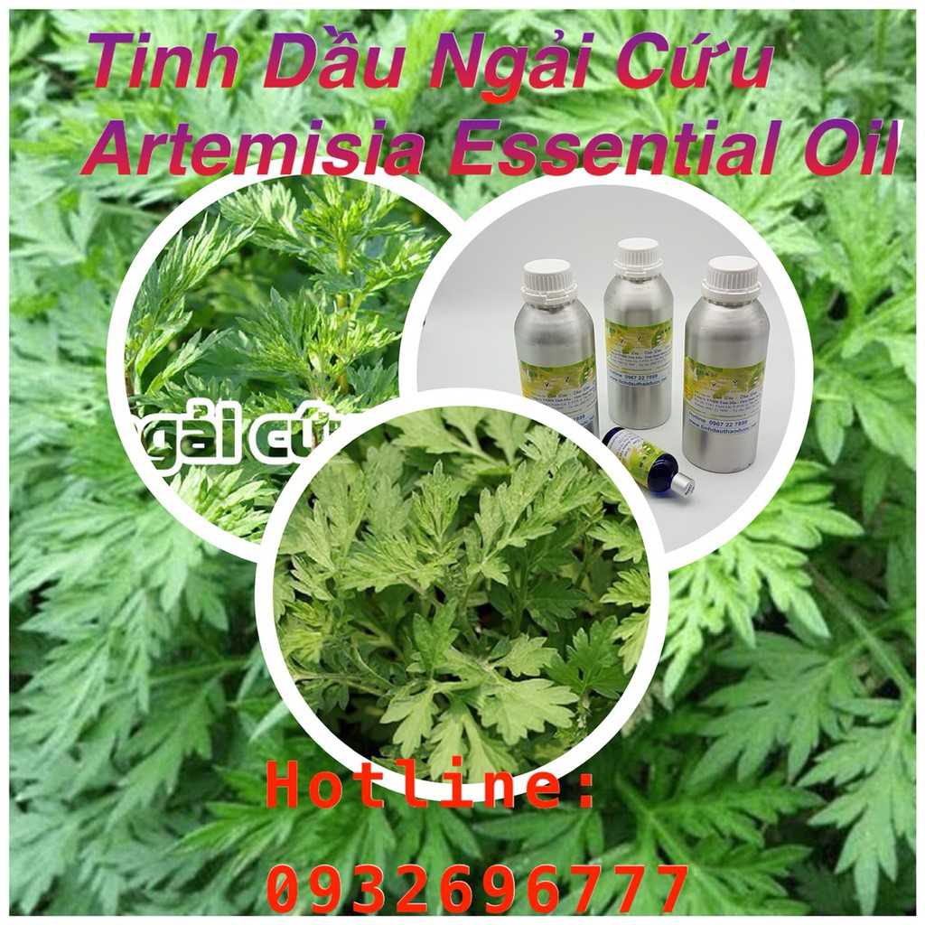 TINH DẦU NGẢI CỨU 10ML