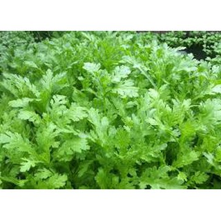 Hạt giống Tần ô ( Cải cúc ) 20gr❤️FREESHIP XTRA❤️