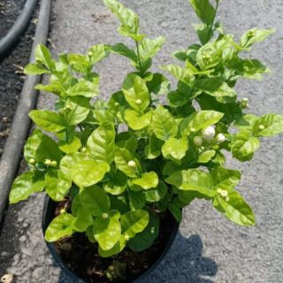 Cây Lài trà cánh kép (tặng kèm phân bón)