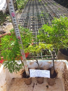Cây giống Sâm Đinh Lăng