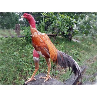 Thức ăn gà đá cao cấp, siêu tăng lực