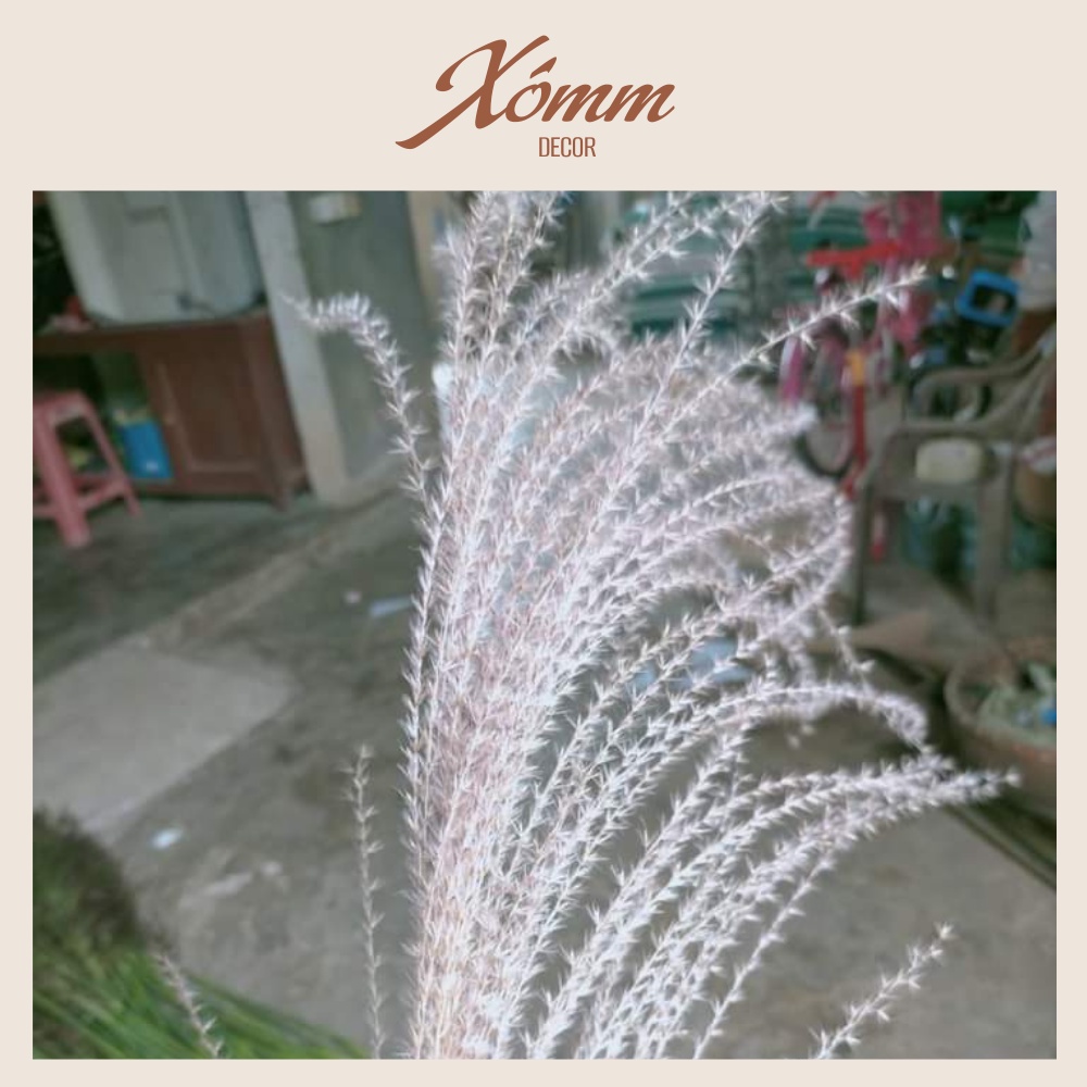 Cỏ bông lau trang trí decor phòng , spa,  hoa khô nhỏ để bàn, chụp hình vintage