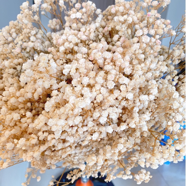 [SIÊU TIẾT KIỆM] Bó hoa baby khô 450-500gr siêu to trang trí decor nội thất tiết kiệm