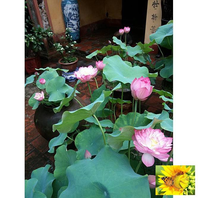 Hạt giống sen hồng quê hương - 10 hạt