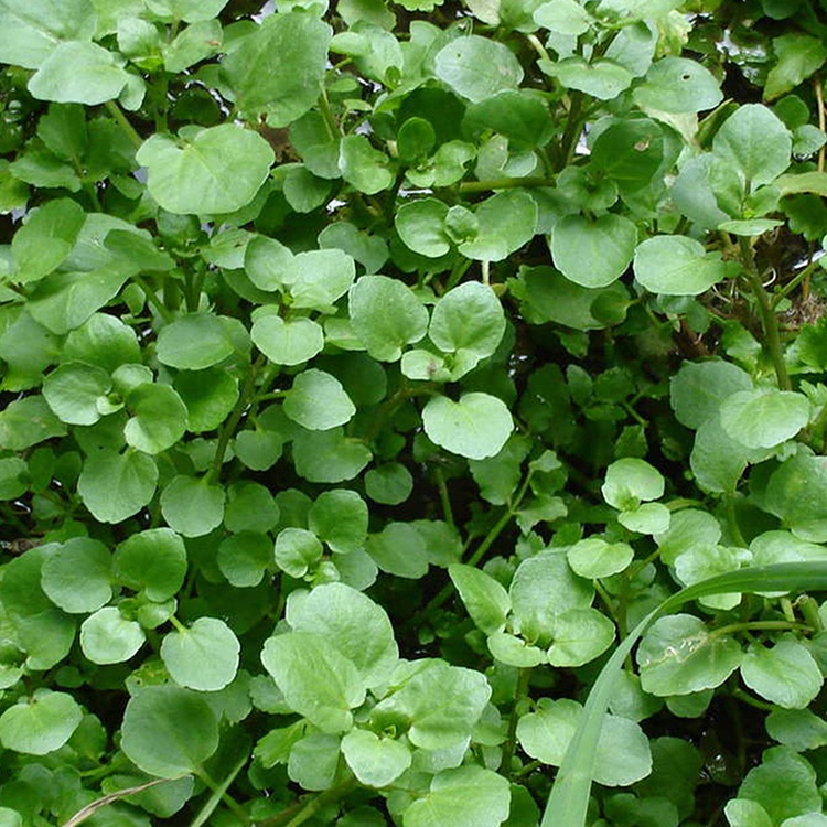 Hạt giống cải xoong - xà lách xoong