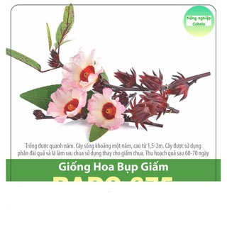 Hạt giống hoa bụt giấm