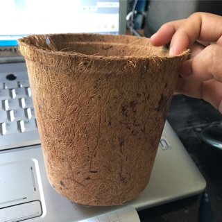 Chậu xơ dừa - Miệng 12cm