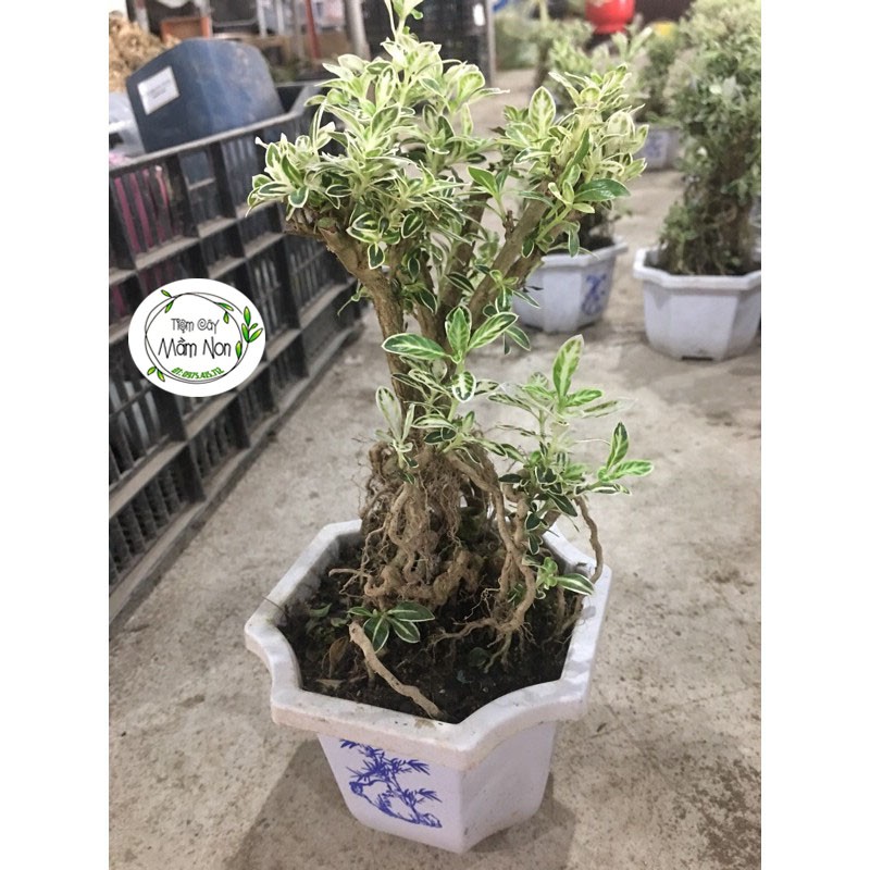 Cây Bạch Tuyết Mai size nhỏ- ảnh thật do Tiệm chụp 100%- Tiệm Cây mầm non