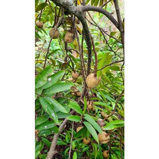 Giống Cây Nê Na