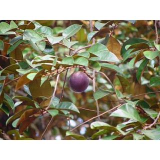 CÂY VÚ SỮA MICA