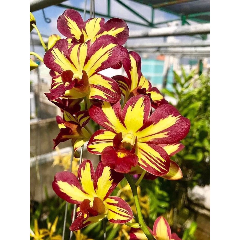 Hoa lan dendro chớp vàng đỏ - 1 chậu (tỷ lệ xổ chớp 10%)