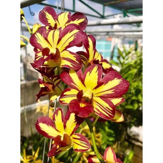 Hoa lan dendro chớp vàng đỏ - 1 chậu (tỷ lệ xổ chớp 10%)