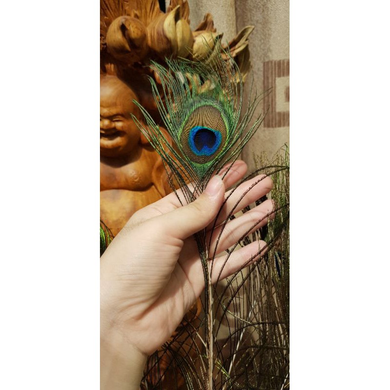 combo 108 lông công phong thủy dài 80-100cm (ảnh thật) | BigBuy360 - bigbuy360.vn