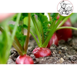HẠT CỦ CẢI ĐỎ DÀI - GÓI 5 GRAM