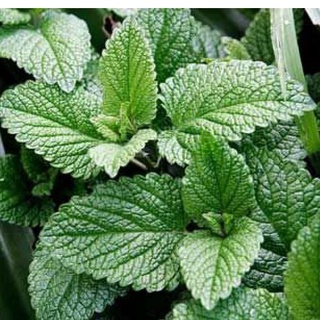 Hạt giống bạc hà mint - gói 100 hạt kns24