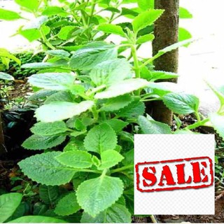 Gói 100 hạt gióng rau húng chanh sale