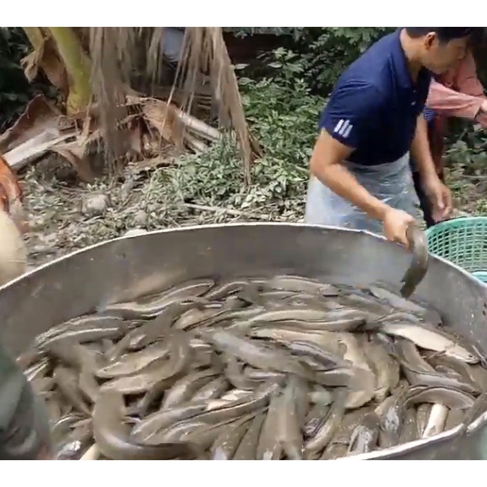 Canxi Alpha D3 - cung cấp canxi cho cá, tôm, lươn, ếch - chống còi, chống hao hụt khi thay nước - tino.officialstore