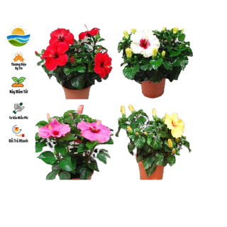 Hạt giống hoa dâm bụt lùn mix 5 hạt