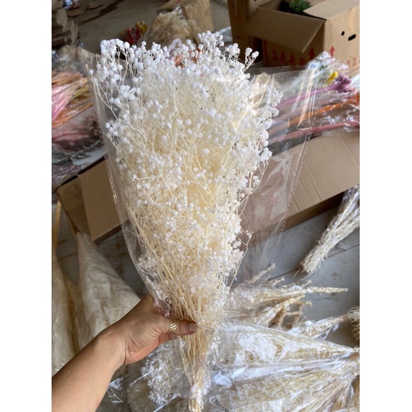 Hoa baby khô trang trí