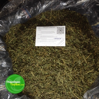 Cỏ Ngọt Stevia ( Hình Thật )