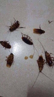 THUỐC DIỆT KIẾN GIÁN TẬN GỐC AN TOÀN HIỆU QUẢ