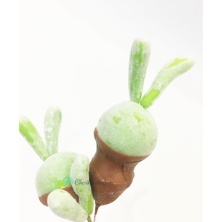 Hoa đất sét Mini - Bụi xương rồng tai thỏ lớn handmade trang trí decor handmade size lớn 12-16cm